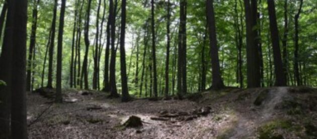 Bory Tucholskie
